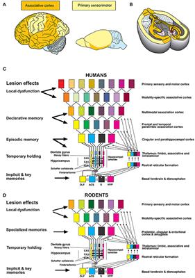 Evolutionary Shaping of Adult Hippocampal Neurogenesis in Mammals–Cognitive Gain or Developmental Priming of Personality Traits?